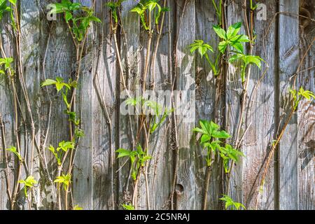 Stems of a winding plant of ladies' grapes with young green leaves on the wall from old boards. For use as an abstract background and texture. Stock Photo