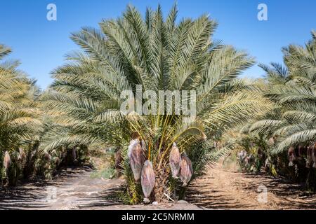 Date Palms growing in the Californian countryside, with protective bags over the  bunches of dates Stock Photo