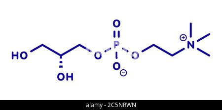 Alpha-GPC molecule, illustration - Stock Image - F030/4865