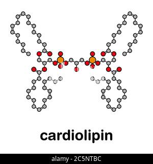 Cardiolipin (tetralinoleoyl cardiolipin) molecule. Important component ...
