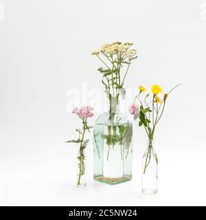 Wild field herbs in bottles of different shapes on a white-gray background as a decoration. Card, Bottle of essential oil with herbs on white backgrou Stock Photo