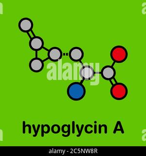 Hypoglycin A molecule. Toxic amino acid found in unripened lychees. Stylized skeletal formula (chemical structure): Atoms are shown as color-coded circles: hydrogen (hidden), carbon (grey), oxygen (red), nitrogen (blue). Stock Photo