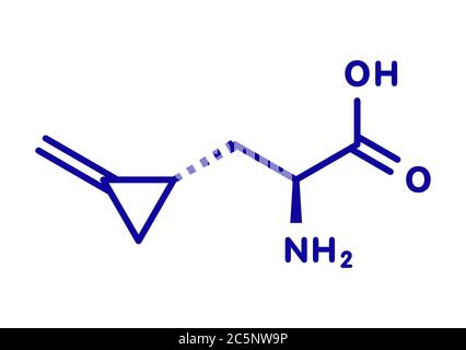 Hypoglycin A molecule. Toxic amino acid found in unripened lychees. Skeletal formula. Stock Photo