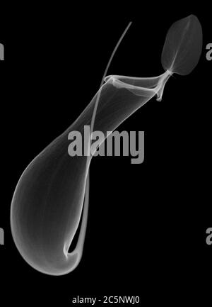 Pitcher plant (Nepenthes coccinea) pitcher, X-ray. Stock Photo