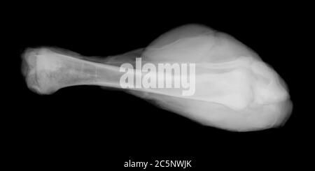 Chicken leg, X-ray. Stock Photo