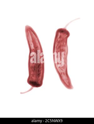 Red chillies, coloured X-ray. Stock Photo