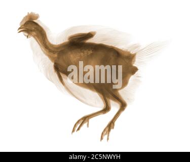 Chicken, coloured X-ray. Stock Photo