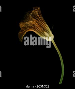 Field pumpkin (Cucurbita pepo), coloured X-ray. Stock Photo