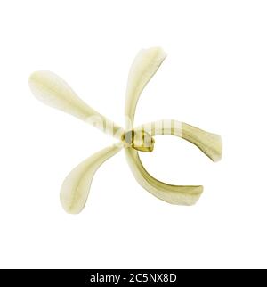 Vanilla flower (Vanilla planifolia), coloured X-ray. Stock Photo