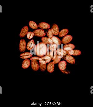 Common Hazel (Corylus avellana) and tiger nuts (Cyperus esculentus), coloured X-ray. Stock Photo