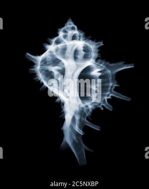 Sea snail shell (Haustellum brandaris), coloured X-ray. Stock Photo