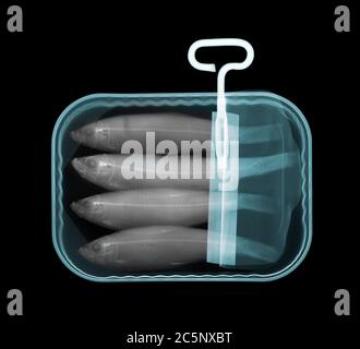 Sardine can, coloured X-ray. Stock Photo