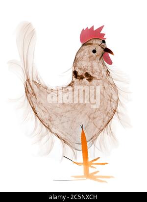 Collage hen, coloured X-ray. Stock Photo