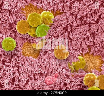 Nasal lining. Scanning electron micrograph (SEM) of the olfactory ...