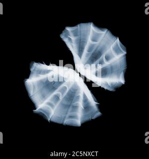 Seashells, coloured X-ray. Stock Photo