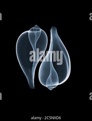 Sea snail shells (Ficus communis), coloured X-ray. Stock Photo
