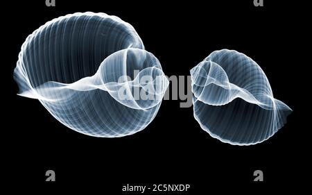 Two seashells (Tonna olearia), coloured X-ray. Stock Photo