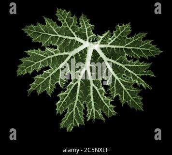 Chilean rhubarb (Gunnera tinctoria) leaf, coloured X-ray. Stock Photo