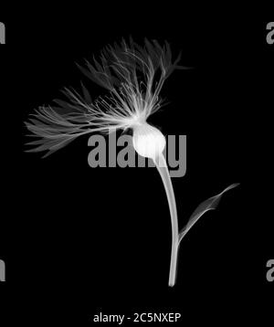 Common knapweed (Centaurea nigra), X-ray. Stock Photo