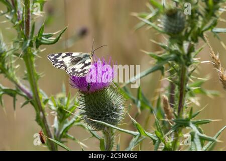 Marbled white butterfly (Melanargia galathea) on spear thistle (Cirsium vulgare) black and white butterfly on purple floret of spiny leafed thistle. Stock Photo