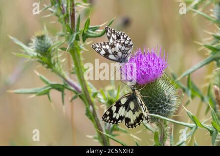 Marbled white butterfly (Melanargia galathea) on spear thistle (Cirsium vulgare) black and white butterfly on purple floret of spiny leafed thistle. Stock Photo
