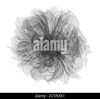 Peony (Paeonia officinalis), X-ray. Stock Photo