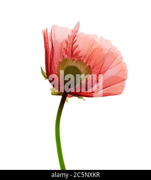 Poppy (Papaver orientalis), coloured X-ray Stock Photo