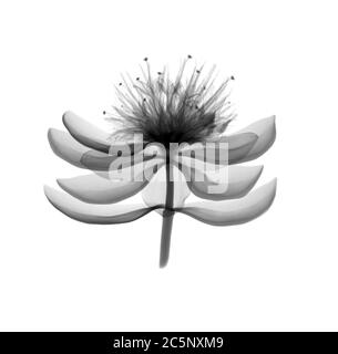 Red stonecrop herb (Sedum moranense), X-ray Stock Photo