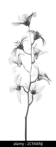 Orchid (Hybrid dendrobium phalaenopsis), X-ray Stock Photo