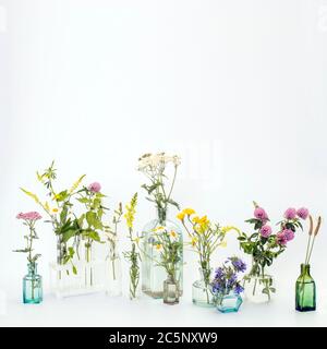 Wild field herbs in bottles of different shapes on a white-gray background as a decoration. Card, Bottle of essential oil with herbs on white backgrou Stock Photo