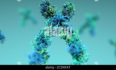 Chromosomes, illustration. Chromosomes are composed of deoxyribonucleic acid (DNA) and contain sections, called genes, which encode the body's genetic information. Each chromosome consists of two chromatids joined at their centres by the centromere, which is involved in cell division. At the tip of each chromatid are the telomeres, whose function is to protect the ends of the chromosome from degrading. Stock Photo