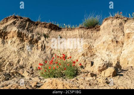 Red poppies growing on the chalk cliffs of the baltic sea island Ruegen Stock Photo