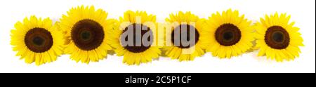 Sunflower Blossom Panorama on white Background Stock Photo
