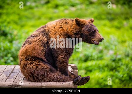 Parc Omega, Canada - July 3 2020: Brown bear in the Omega Park in Canada