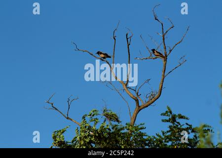 Two crows are sitting on the dead dried tree. Stock Photo