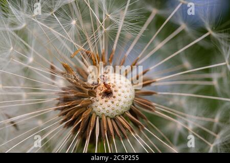 Macro of an ant on puffy dandelion in alpine meadow with blurred bokeh background; Stock Photo