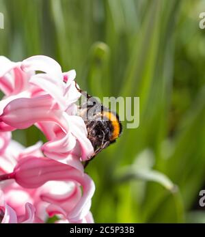 close up of a bumble bee on pink hyacinthus blossom with beautiful blurred bokeh background; save the bees pesticide free biodiversity concept