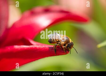 close up of worker bee (apis mellifera) sitting in the sunlight on a petal of red lily blossom