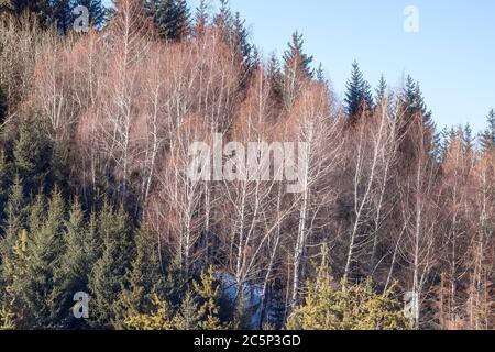 Aspen trees in winter in Tien Shan mountains, Kazakhstan. Stock Photo