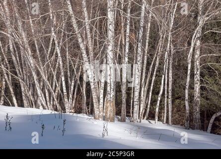 Aspen trees in winter in Tien Shan mountains, Kazakhstan. Stock Photo