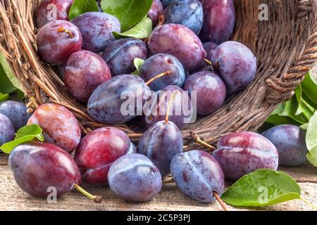 Domestic organically grown plums on the table Stock Photo
