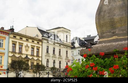 Pigeon is standing on decorated stone block. Blurred street of city with townhouses is in the background Stock Photo
