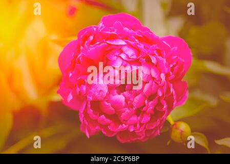 Toned peony macro photo. Spring sunny tinted peony flower. Red Spring Flower. Peony close-up. Peony close-up. Stock Photo