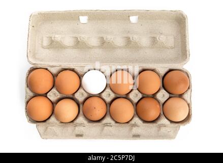 one dozen eggs, eleven brown, one white, in a cardboard egg carton isolated on white Stock Photo