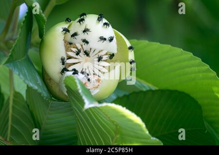Elephant Apple also known as Indian catmon, Chalta fool, Dillenia ...