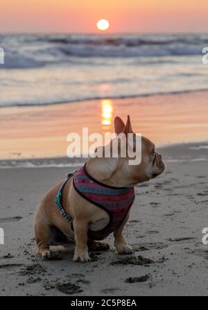 Young Male Frenchie at the Beach Stock Photo