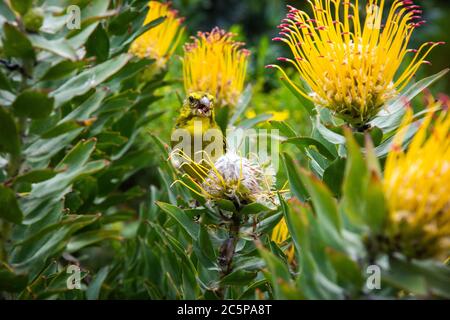 A Brimstone Canary eats seeds among pincushion Proteas in Cape Town Botanical Gardens, South Africa Stock Photo