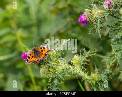 Small tortoiseshell butterfly, Aglais urticae, on thistles in Summer, East Lothian, Scotland, UK Stock Photo