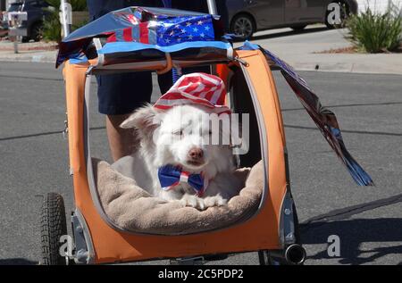 Cute white dog sits in a stroller dressed up for July 4th parade Stock Photo