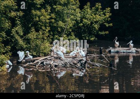 A flock of white pelicans sitting on Islands of twigs in a pond in the city zoo. Moscow, Russia, July 2020. Stock Photo